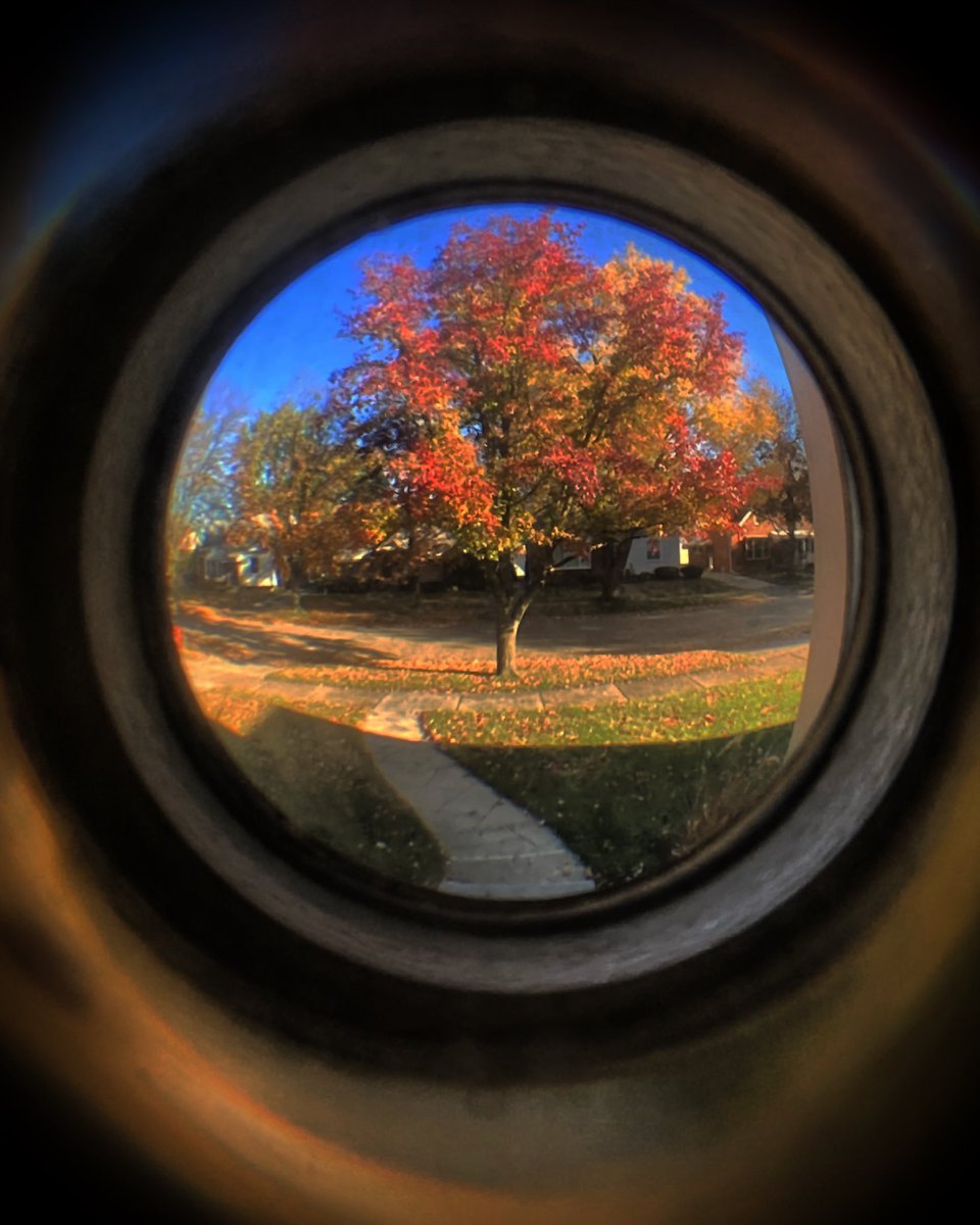 JoeLouisErina's tweet image. I thought I heard a knock at my front door; all I noticed was my tree’s brilliant colors. 🌞🍂#yesimweird #dontjudgeme