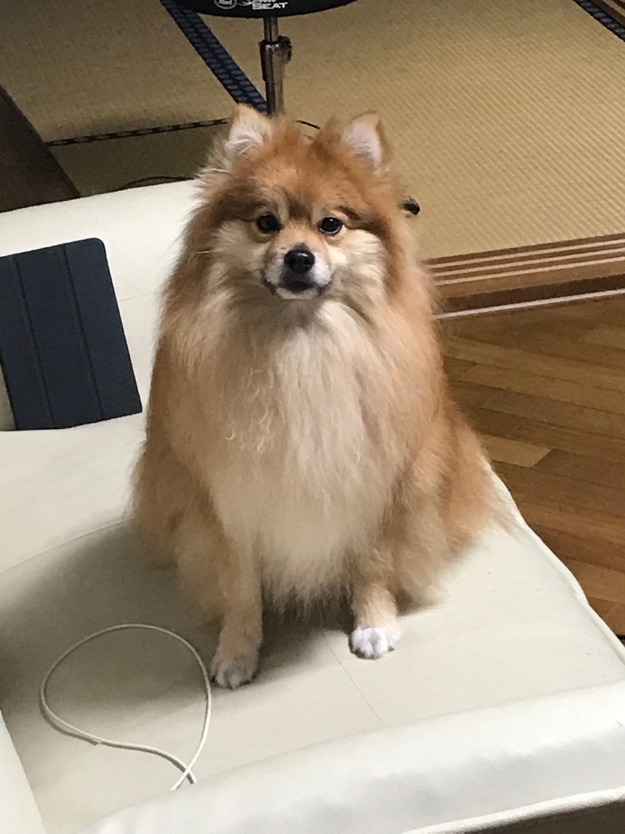 巨ポメ でかい 巨ポメ でかい