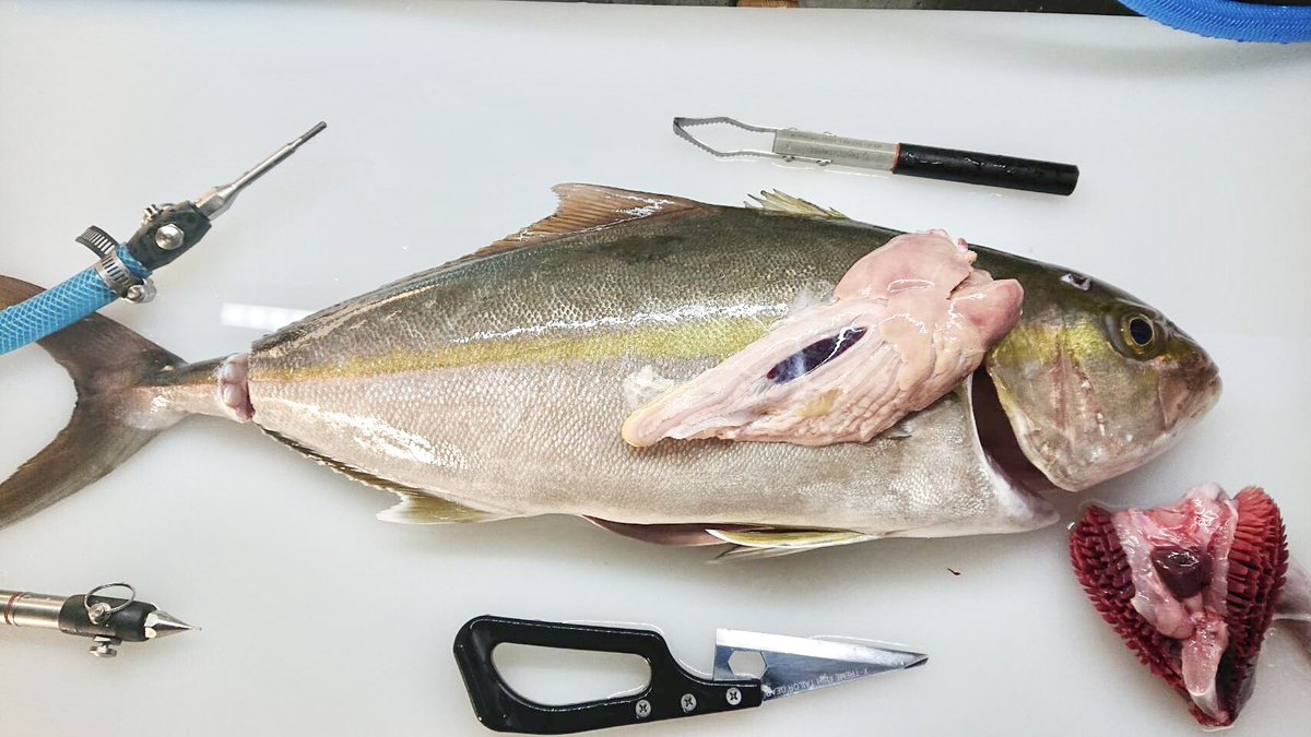 お魚fantasista 神津島 熟成魚工房 久々のカゴ釣り釣果 最初に釣れたのは3 6kgupのカンパチ この時期にしては 内臓脂肪たっぷりで 腹身が真っ白 津本式をしていて 脂が浮いてきます シマアジといい カンパチといい 今年の神津島は青物が お魚fantasista 神津島 熟成魚工房 久々のカゴ釣り釣果 最初に釣れたのは3 6kgupのカンパチ この時期にしては 内臓脂肪たっぷりで 腹身が真っ白 津本式をしていて 脂が浮いてきます シマアジといい カンパチといい 今年の神津島は青物が