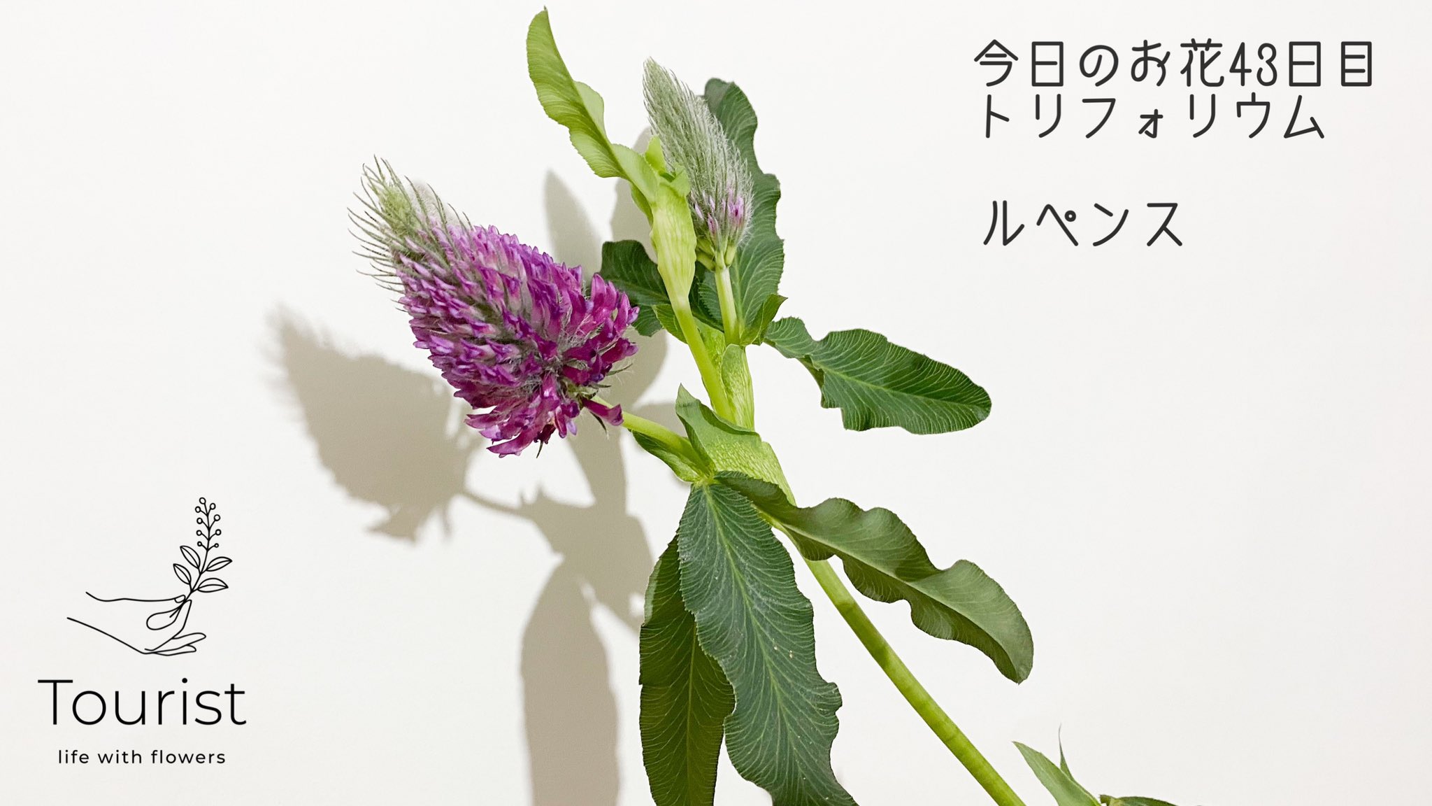 渡邉 友里 フラワーデザイナー 情景を切り取る花屋tourist マメ科のお花は全般的に花 もちが短めですが ルペンスは比較的茎がしっかりしているのでこまめに切り戻しをすれば長く楽しめます 下の花から枯れるので つまみながら開花を楽しみましょう Tl