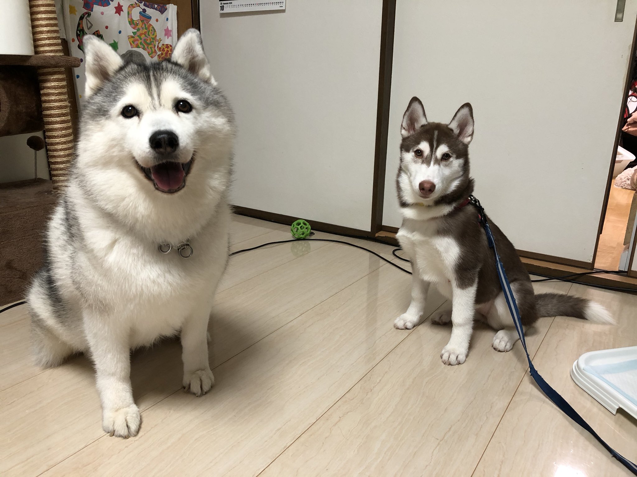 ハマジ 同じ犬種 パッと見て左が甘えん坊な感じするけどとてもそっけなくて 右はクールそうだけど猛烈な甘えん坊 T Co Ltxszipx5h Twitter