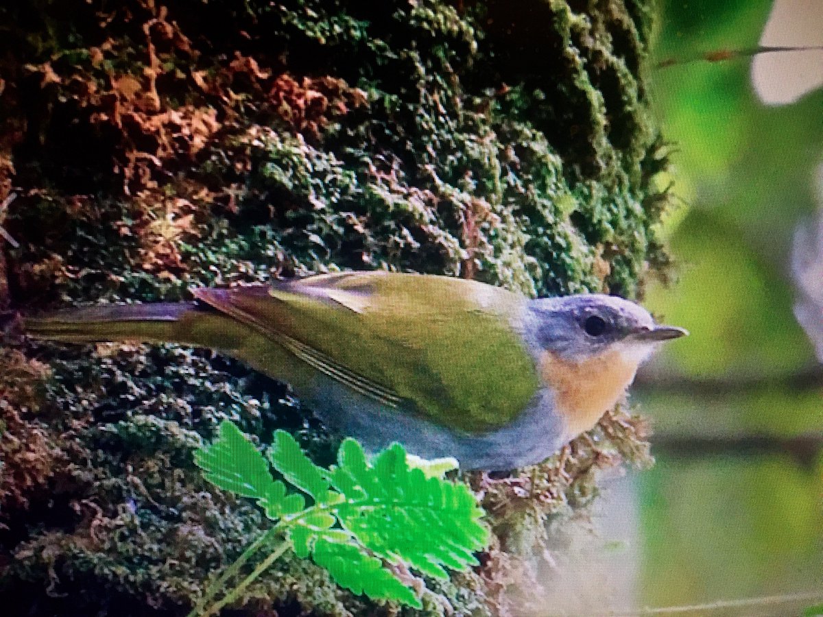 Dylan M. Edwards tweet media