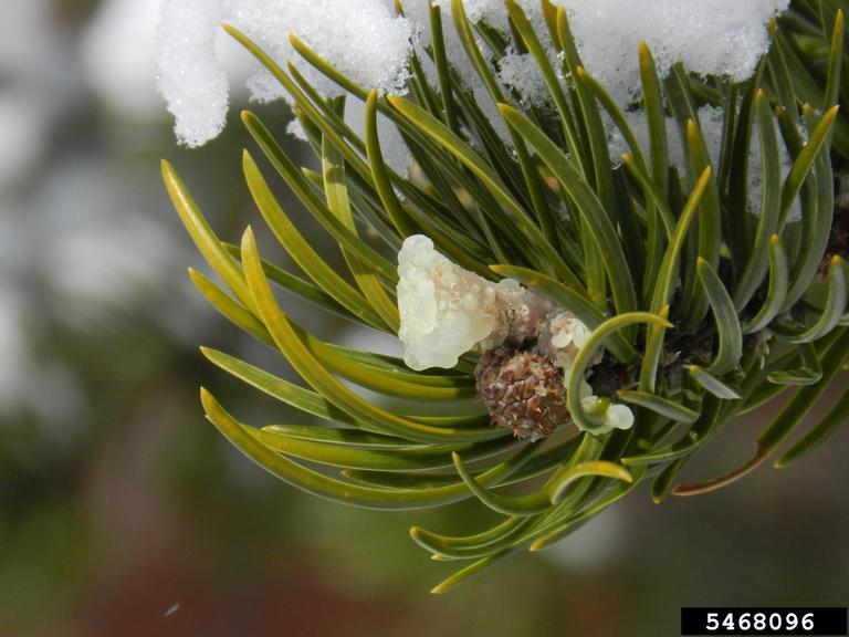 forestscanada's tweet photo. Can you identify this #TreeIDTuesday species by the needles alone? Sharp, stiff, and in bundles of two, these needles come from a fire-adapted species common in Canada. Need more study materials for #TreeBee2020? Test your skills at https://t.co/bUISGSo6KV! https://t.co/1zZFboybDy