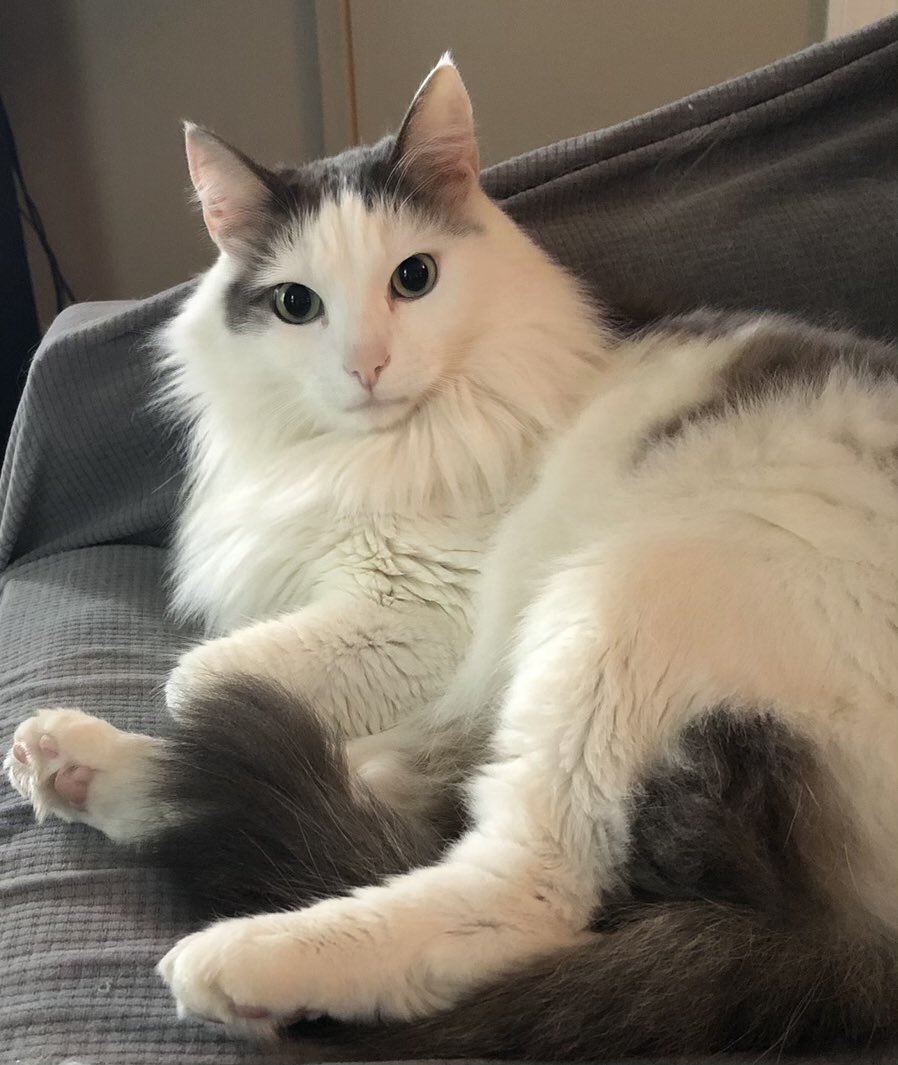ProvidenceRow's tweet photo. #DidYouKnow that #ProvidenceRow is a #petfriendly community? Call us today to schedule a tour #ThisIsNWRLiving #dog #cats #animals #puppy #animal #doglover #doglovers #dogoftheday #catstagram #petlovers #doglife #catlover #instacat #AdoptDontShop https://t.co/kg4l7cK7MA