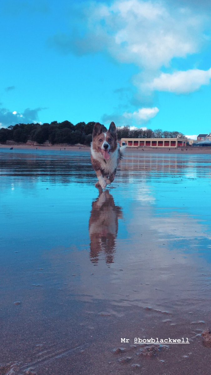 lilsteve79's tweet photo. #barryisland #cardiganwelshcorgi https://t.co/RlohEGNnCm