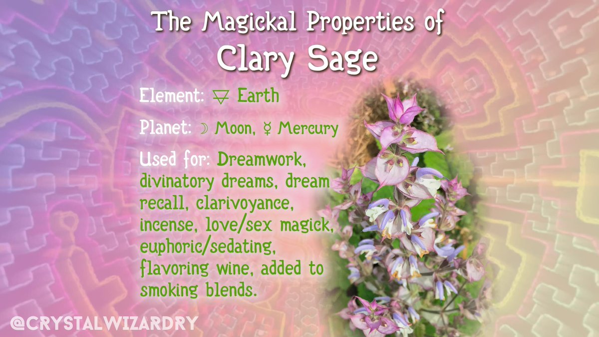 CrystalWizardry's tweet photo. Clary Sage is a wonderful ally, sometimes unappreciated due to lack of familiarity. Get to know this sage, it’s well worth it. 

#greenwitch #greenwitchcraft #greenwitchery #herbalmagick #herbwitch #magickal #witchy #witchthings 🧙‍♂️ #crystalwizardry https://t.co/UOELNl82nA