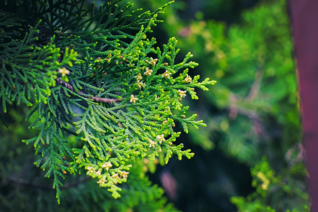 cottagelife's tweet photo. How to make cedar tea from scratch
https://t.co/0URn66X5bw
#cedar #cedartea https://t.co/y783DsqUqf