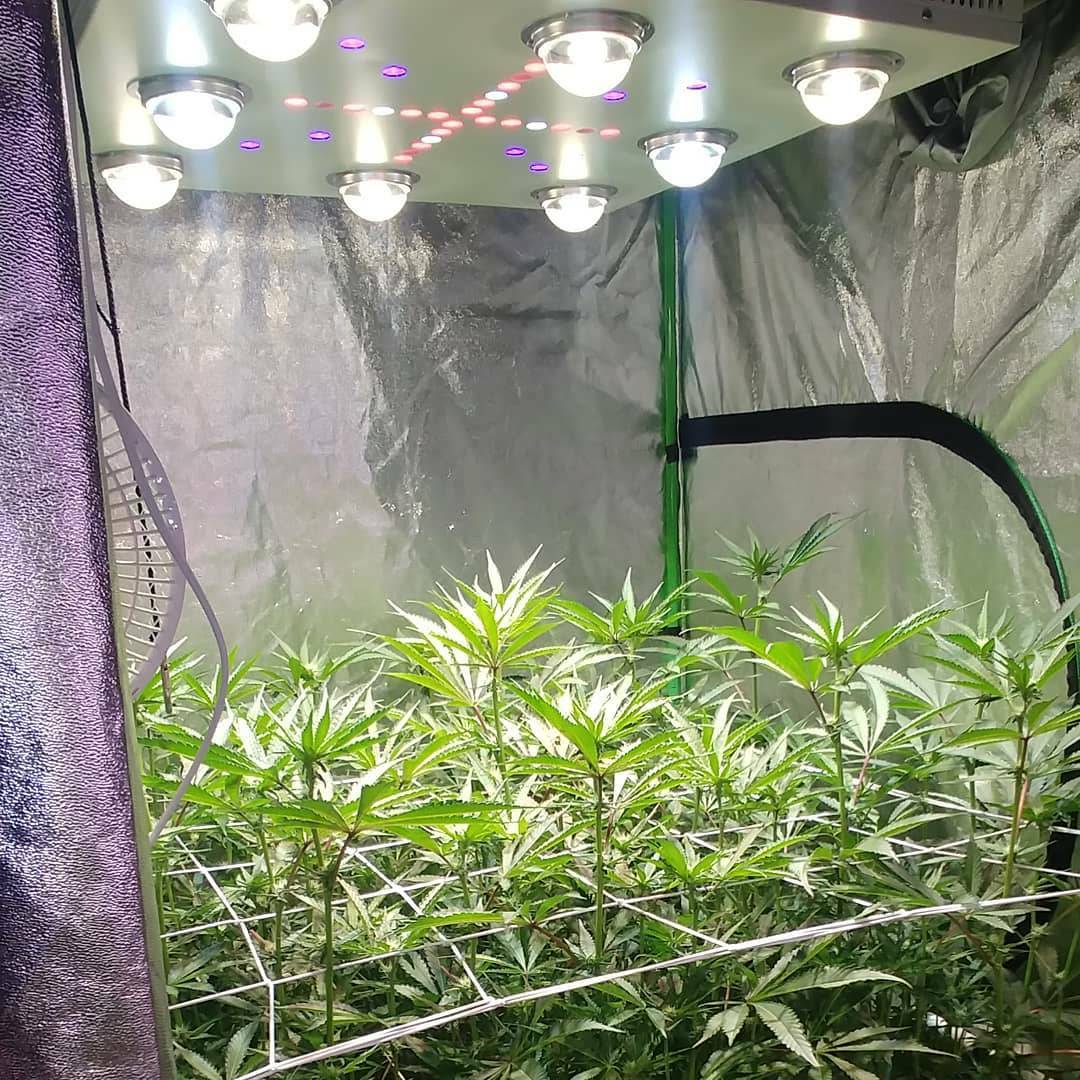 WGREGO202's tweet photo. Optic 8+ Gen1 looking oh so good over these beautiful plants! Entering week 3 Flower here under those Cree CXB3590 COBs. 

What is your favorite OpticLED? 

#Optic8+ #Optic4XL #Optic6 #Optic4 #Optic2 #Optic1 #Optic1XL #Slim100 #Slim320H #Slim480H #Slim600H #Slim650s #Optic300VEG https://t.co/j08avt3ihD