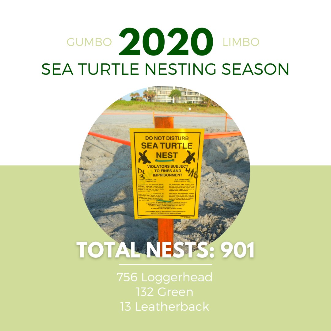 GumboLimboNC's tweet image. This year's #seaturtle #nestingseason turned out to be rather a typical nesting season, in spite of beach closures, staff shortages, etc. While this year wasn't extraordinary, we do want to thank each and every one of you for continuing to support Gumbo Limbo! #TurtleTuesday