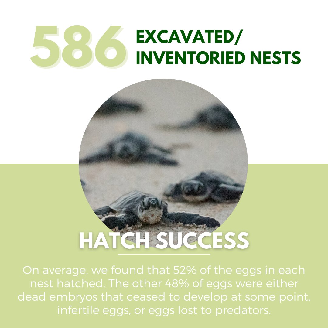 GumboLimboNC's tweet image. This year's #seaturtle #nestingseason turned out to be rather a typical nesting season, in spite of beach closures, staff shortages, etc. While this year wasn't extraordinary, we do want to thank each and every one of you for continuing to support Gumbo Limbo! #TurtleTuesday