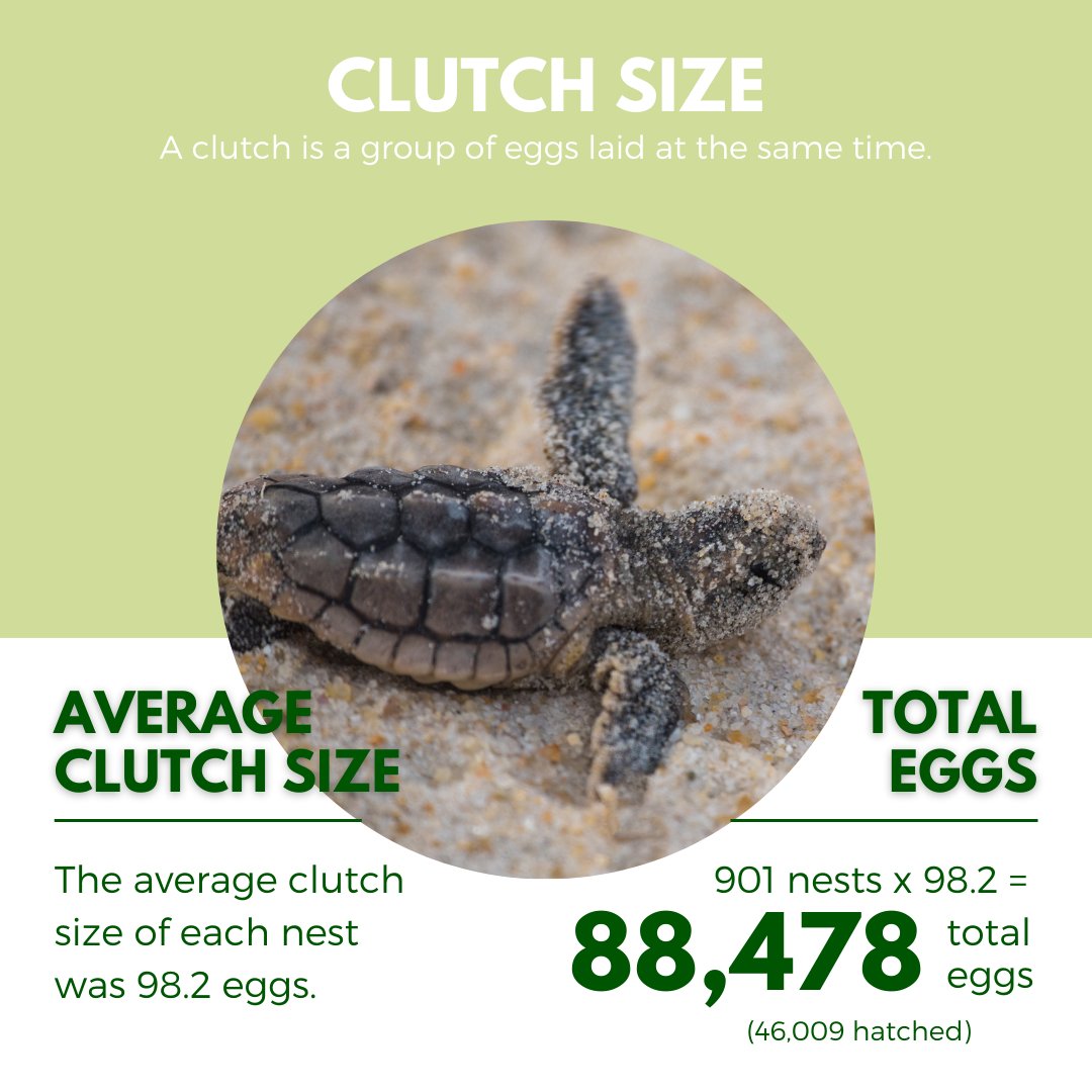 GumboLimboNC's tweet image. This year's #seaturtle #nestingseason turned out to be rather a typical nesting season, in spite of beach closures, staff shortages, etc. While this year wasn't extraordinary, we do want to thank each and every one of you for continuing to support Gumbo Limbo! #TurtleTuesday