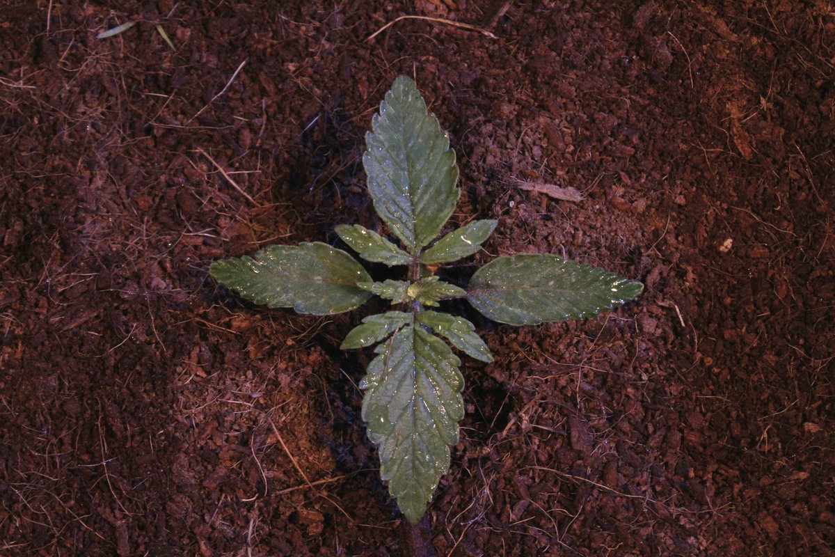 Greenseedtests's tweet photo. #Kritic_Auto de @KannabiaSeeds @IntKannabia ya está empezando a coger ritmo, hoy cumple una semana desde el germinado, le quedan por delante otras once, a esta indica de aroma cítrico, dulce por supuesto de la famosisima Skunk. https://t.co/vsnKqDqtuL