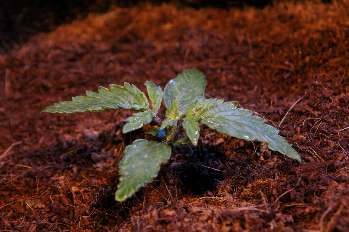 Greenseedtests's tweet photo. #Kritic_Auto de @KannabiaSeeds @IntKannabia ya está empezando a coger ritmo, hoy cumple una semana desde el germinado, le quedan por delante otras once, a esta indica de aroma cítrico, dulce por supuesto de la famosisima Skunk. https://t.co/vsnKqDqtuL