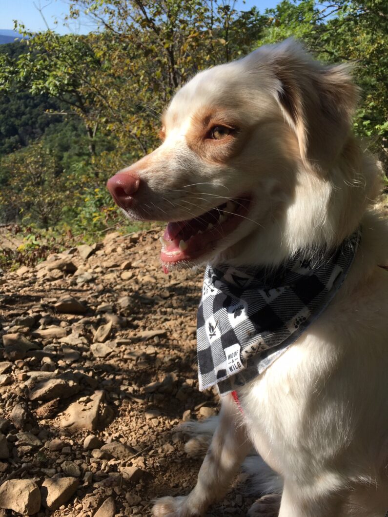 Today is *a* day. SO, we bring you TON stories with pets. This dog is Jasper and he belongs to our recent A Day in the Life-ee,  @weipoints  https://www.theopennotebook.com/2020/10/20/a-day-in-the-life-of-maya-wei-haas/