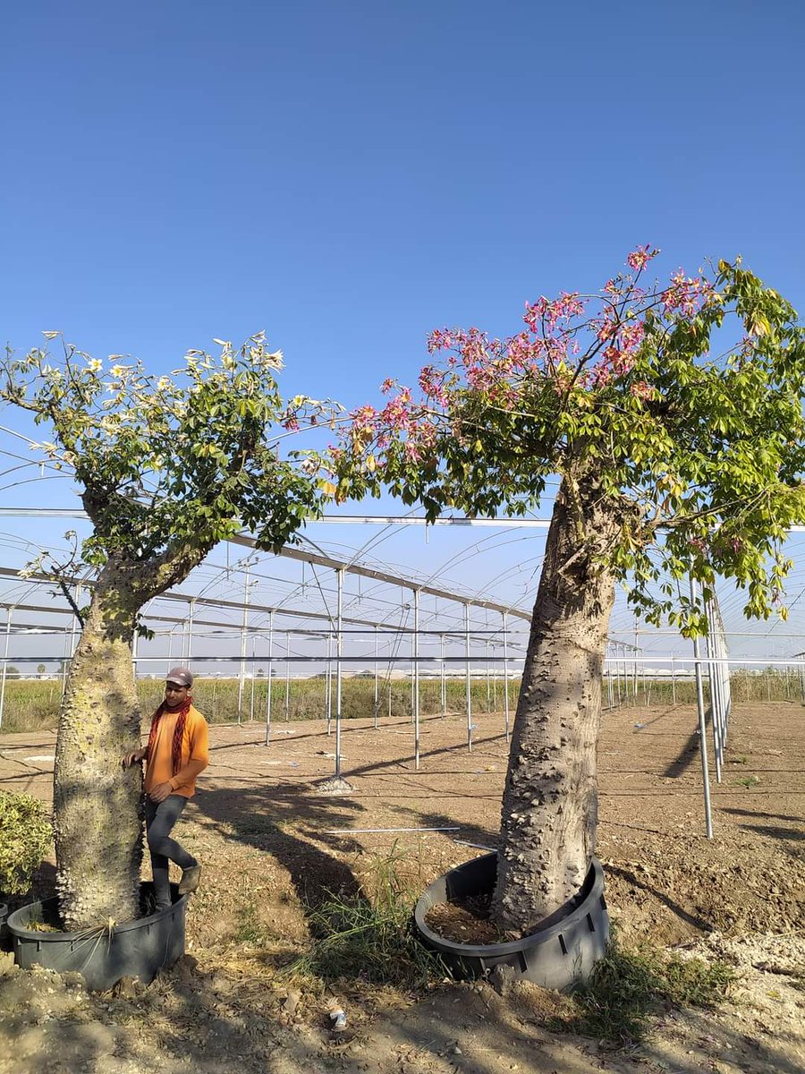 HasCicekFidan's tweet photo. Floş Ağacı
Bilimsel adı: Ceiba speciosa
Tel: 0 324 454 0442
Cep Tel: 0532 721 4211
#mersin #Turkey #fıdan #flowers #gül #ağaçlar #bahçe #سعودية #سوريا #تونس #تصدير #تركيا #امارات #كويت #قطر #عراق #شجر #الاردن #ليبيا #جزائر #مغرب #ورد https://t.co/up1tgpc3IL