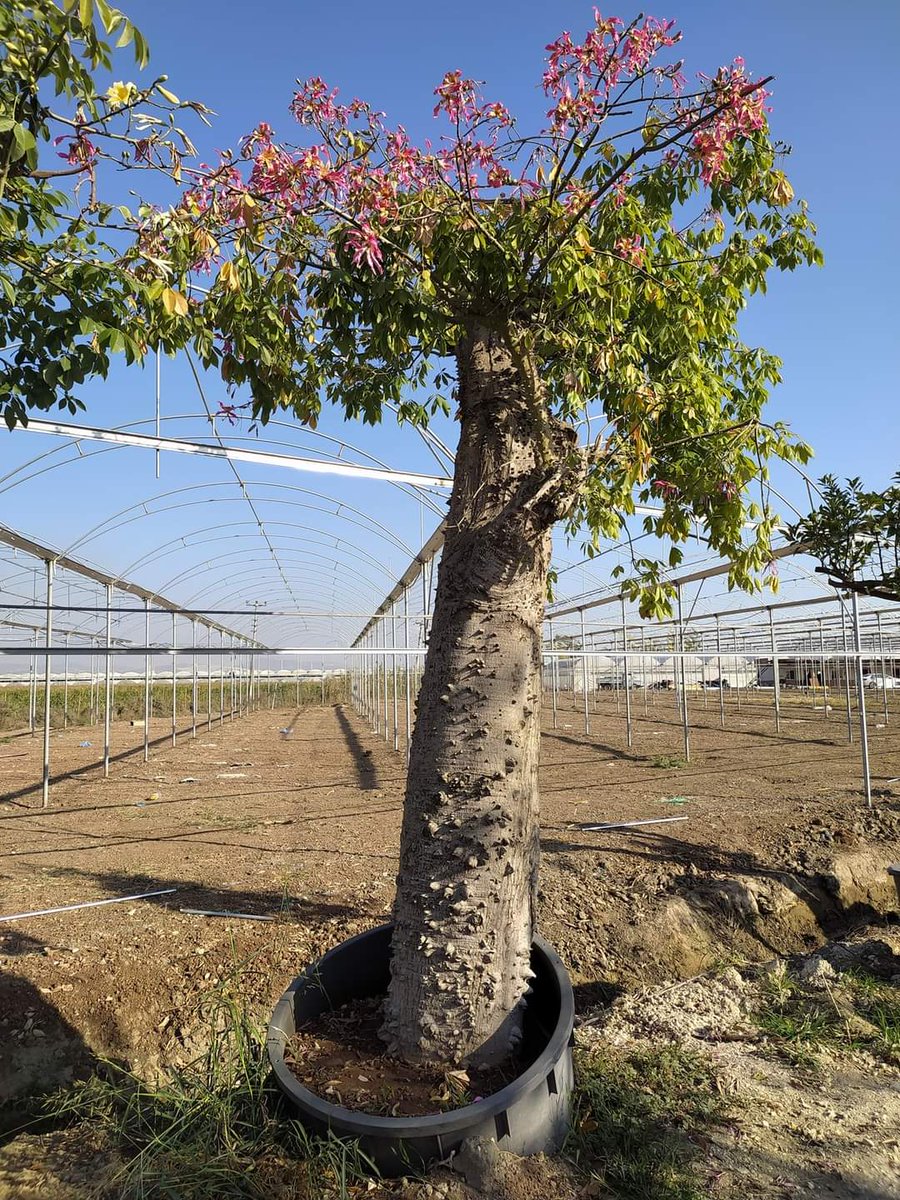 HasCicekFidan's tweet photo. Floş Ağacı
Bilimsel adı: Ceiba speciosa
Tel: 0 324 454 0442
Cep Tel: 0532 721 4211
#mersin #Turkey #fıdan #flowers #gül #ağaçlar #bahçe #سعودية #سوريا #تونس #تصدير #تركيا #امارات #كويت #قطر #عراق #شجر #الاردن #ليبيا #جزائر #مغرب #ورد https://t.co/up1tgpc3IL