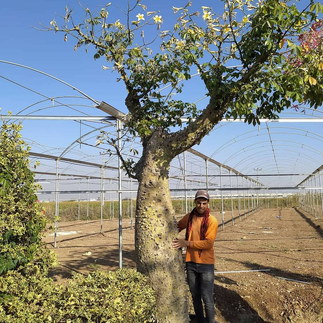 Floş Ağacı
Bilimsel adı: Ceiba speciosa
Tel: 0 324 454 0442
Cep Tel: 0532 721 4211
#mersin #Turkey #fıdan #flowers #gül #ağaçlar #bahçe #سعودية #سوريا #تونس #تصدير #تركيا #امارات #كويت #قطر #عراق #شجر #الاردن #ليبيا #جزائر #مغرب #ورد