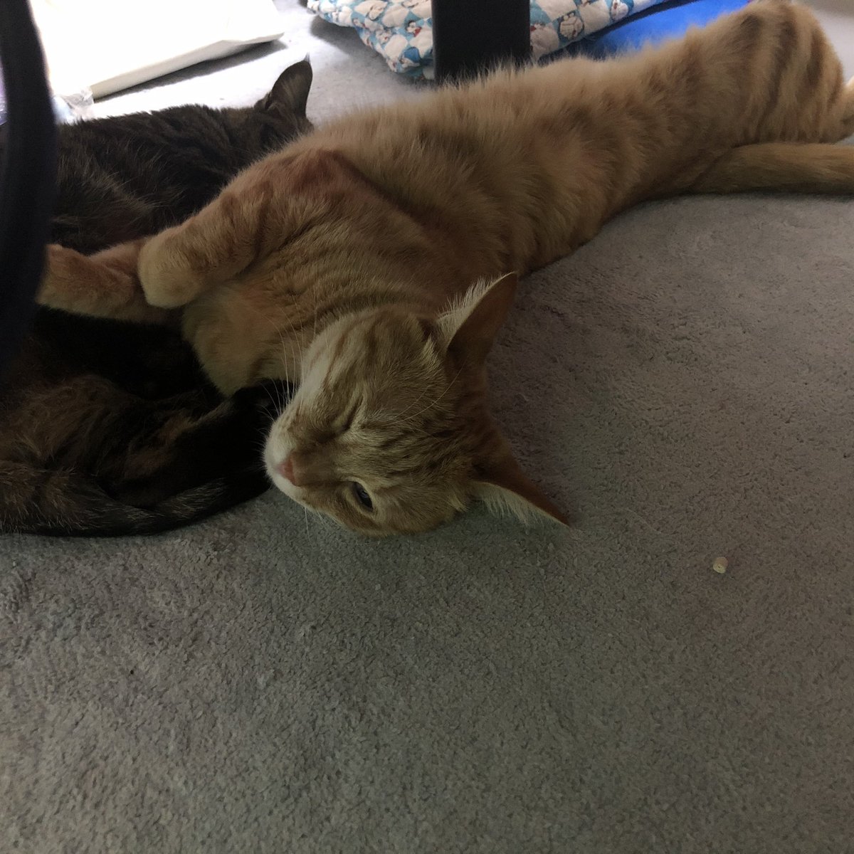 9chihiro4's tweet photo. こんなに伸びてるけど
一応、猫です。笑

さ、寝る準備しよ。。。 https://t.co/nNloft6ggV