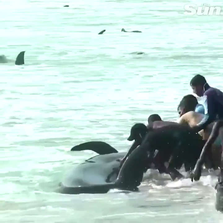 Sri Lankans rush to push beached whales back into the sea