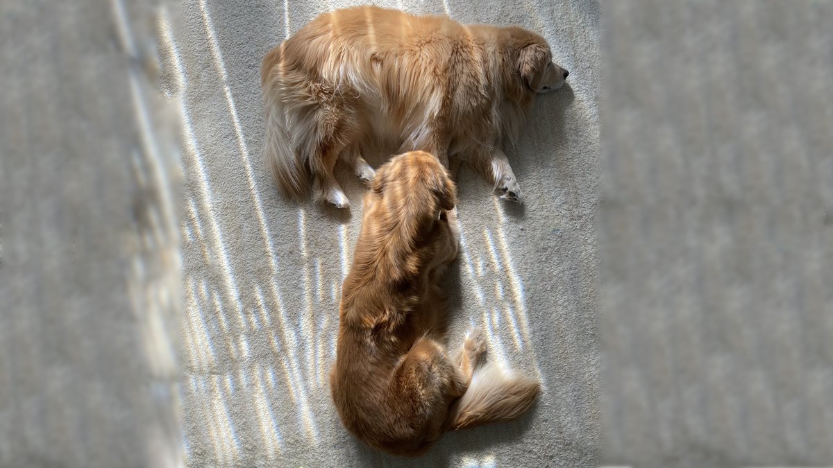 TheGoldenRatio4's tweet photo. https://t.co/oV7LmPJ260