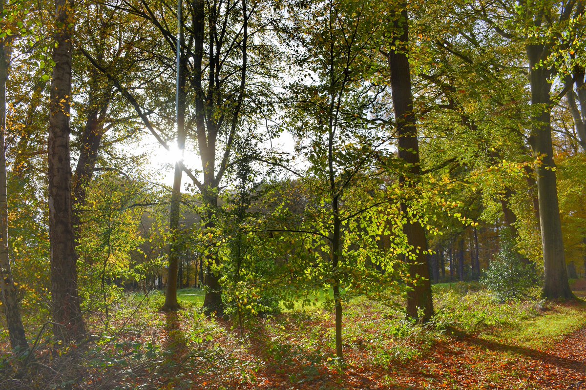 OnzeVeluwe's tweet photo. Landgoed Bonenburg in Heerde. Foto: #FotografieRickWesterink https://t.co/yWvPYGZFdh
