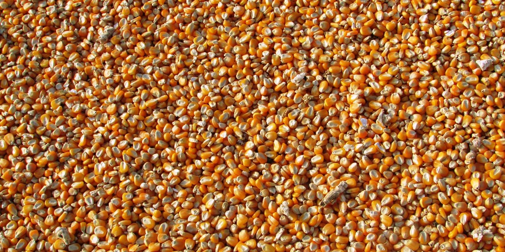 bsasoc's tweet photo. Agrimoney: Last week hedge funds extended their record buying spree in ags to a 14th successive week – although this time meeting enhanced producer selling, notably in corn, encouraged by higher prices.

Here's our full report: https://t.co/WOxAGBEphp https://t.co/CnZNGWdrCp
