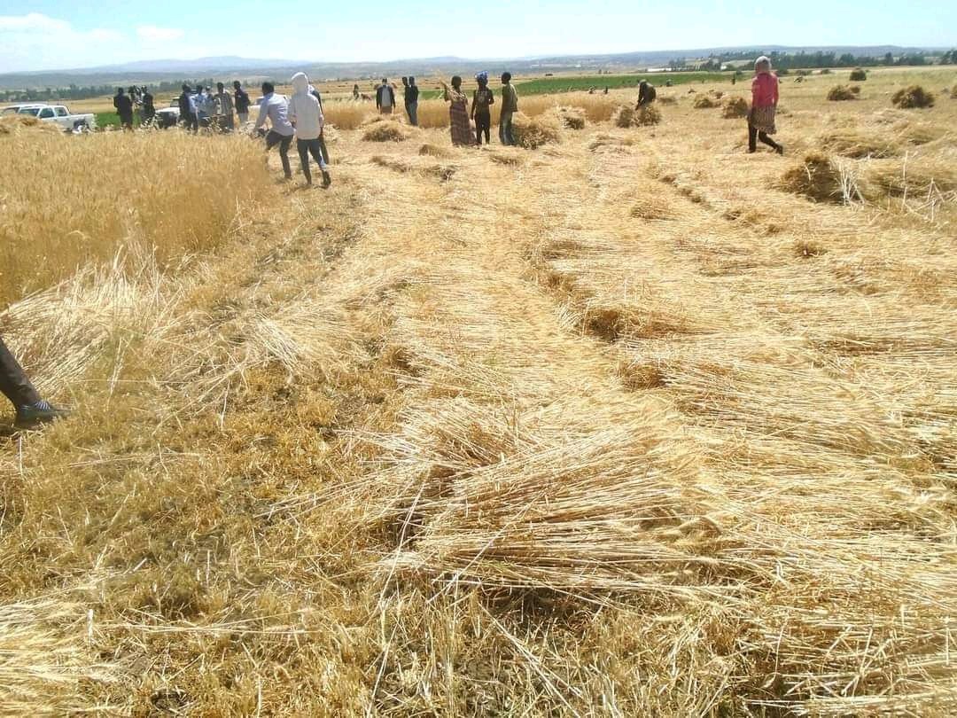 #ሼር ንግበሮ

ብዘመናዊ መሽነሪ ብምሕጋዝ ስራሕቲ ዝራእቲ ምእካብ ወይ ዓፂድ ኣብ ወረዳ ክልተ ኣውላዕሎ ጣብያ ገንፈል ዝተጀመረ ክቅፅል ዝግቦኦ ክያዶ እዩ። ህዝበይ በርትዑ💪
<a href="/AbayFetien/">Fetien Abay (Prof. PhD in Plant Breeding/Seed)</a> <a href="/ProfKindeya/">Kindeya Gebrehiwot, PhD, Prof</a> @kahsaymesele70 <a href="/SeifGebre/">Seifesilassie Gebremeskel</a> <a href="/MeseleA2/">Mesele Atsbeha</a> <a href="/YirgaWeldu1/">Yirga Weldu, PhD</a> <a href="/HaftaiH/">Haftai Hailai</a>