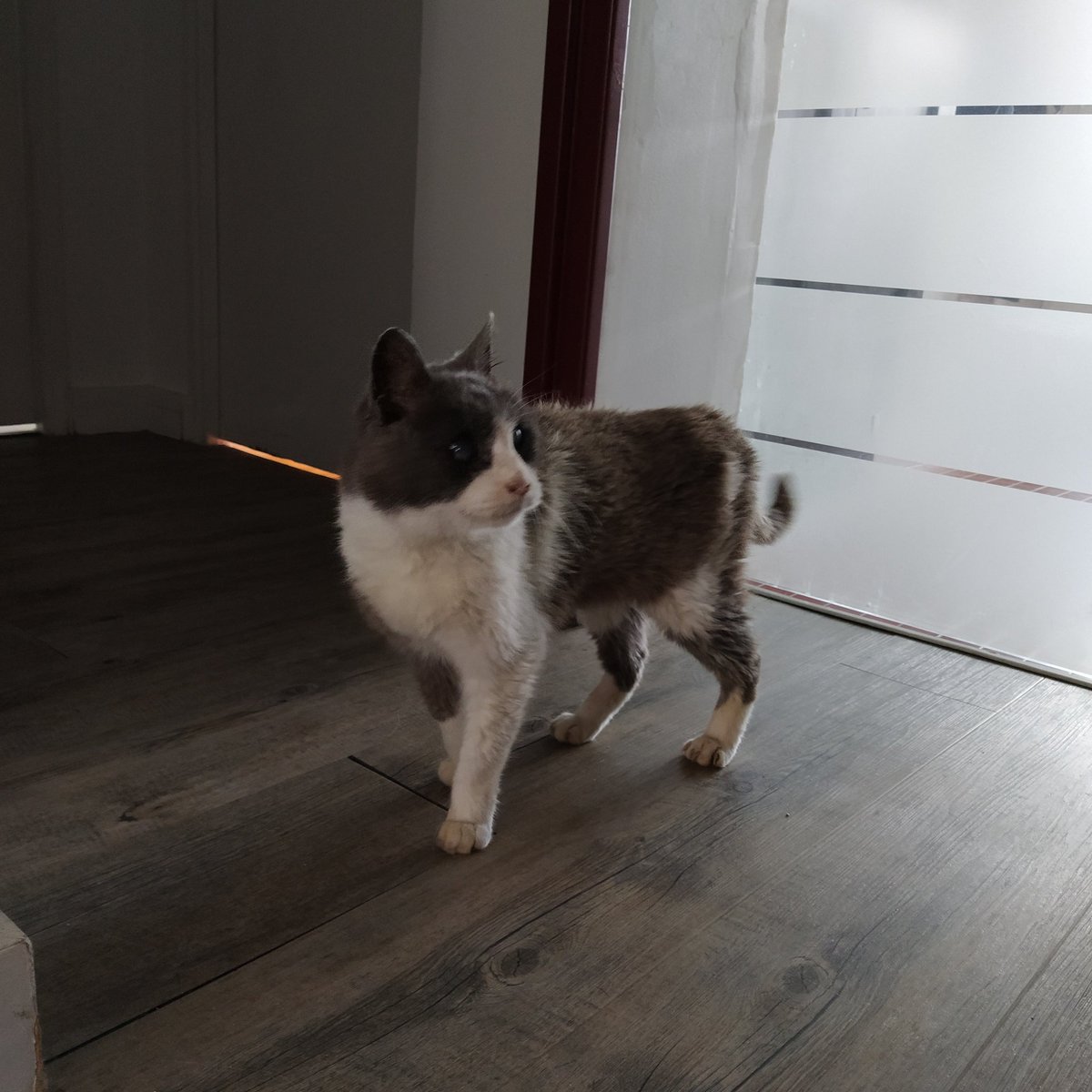 chalbator's tweet image. Bonjour je suis Fantôme (nom provisoire) je viens d'arriver dans une nouvelle maison il paraît que c'est pas mal.
Je fais l'essploration - et c'est pas facile, mes yeux et mes oreilles ne marchent pas (mais ça ne m'empêchera pas de vous juger)