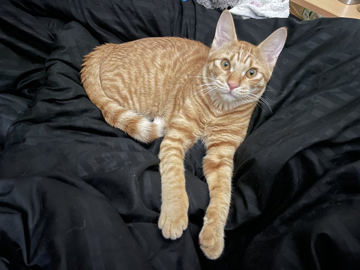 かわいいまめ 骨格が大きいのに 顔は子猫サイズなまめです お耳が大きいので更に小ささが強調されます 猫 Cat 子猫 保護猫 茶トラ 生後6ヶ月 かわいいまめ 骨格が大きいのに 顔は子猫サイズなまめです お耳が大きいので更に小ささが強調されます 猫 Cat 子猫 保護猫 茶トラ 生後6ヶ月