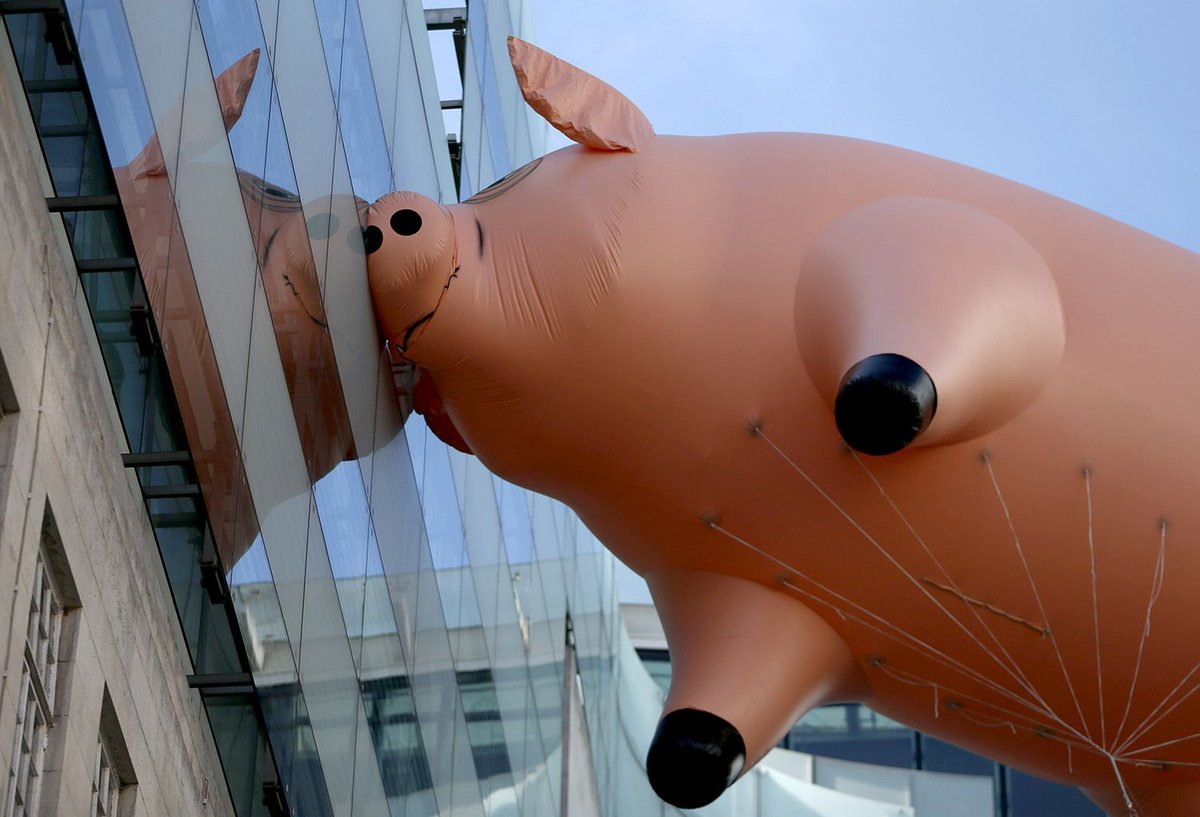 Just_pinkfloyd's tweet photo. 🐷🐷 https://t.co/ZtdPTQQKg7