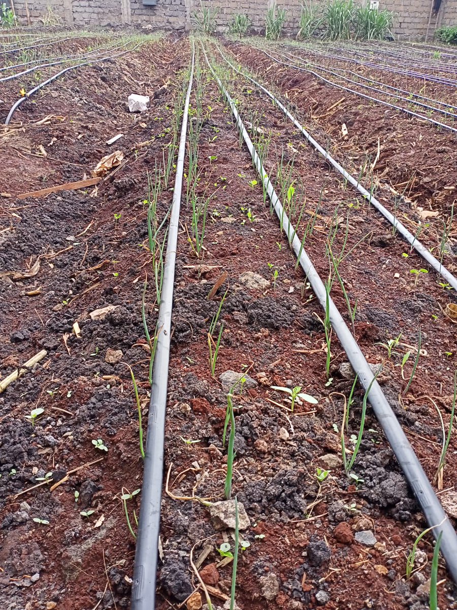 Follow up on the onions
1 week later 

<a href="/Ruai/">Ruth Aigner</a> corner

#Curfew
#Curfew
#Arise2020