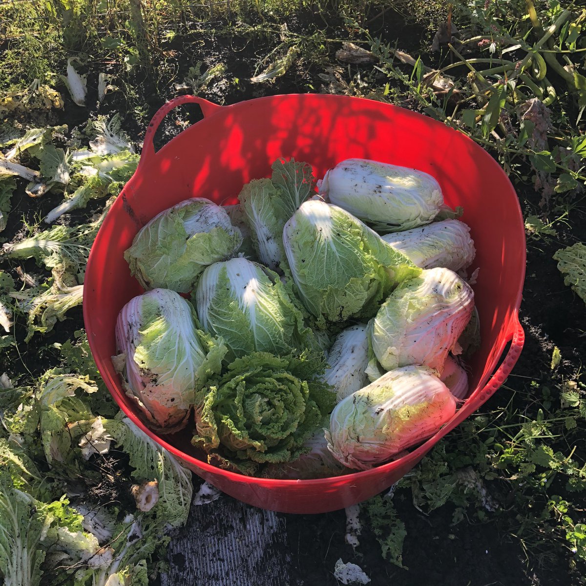 KimchiHuman tweet media