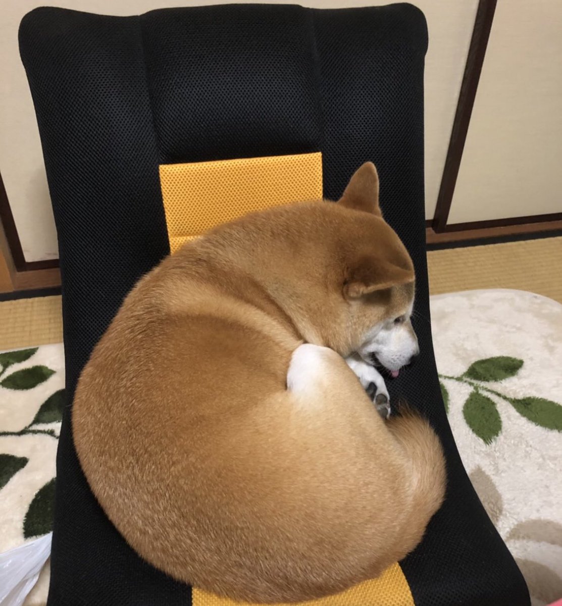 cassiopeia3618's tweet photo. ぺろ寝 https://t.co/8DzYlw5rTH