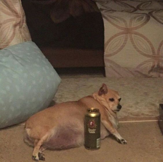 95Caddie's tweet photo. Blessed is the human that earns the love of a chihuahua :v
#likeforlike #follobackforfolloback #pets #animal #cute #challenge #adorable #Dog #COVID19 #StayHome #animallovers #adorablehome #sweetness #homesweethome #Winteriscoming #Chihuahua #human #funniestmemes https://t.co/KCLNmTnNW9