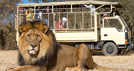 HALABUDGET's tweet photo. THIS WEEKEND'S PLANS!

7 NOVEMBER 2020

✅10:00 Lion Safari  🦁
✅14:00 Boat Cruise 🛳
✅15:00 Lunch &amp; Drinks 🥂

BOOK NOW

💻book@hala.co.za
📲062 836 2577
☎️010 003-7119

#TuesdayShoutout #TRAVELwithMAMAMOO #TRAVEL #ShareSouthAfrica #ChooseDay #SouthAfrica https://t.co/UnJqD6M2b1