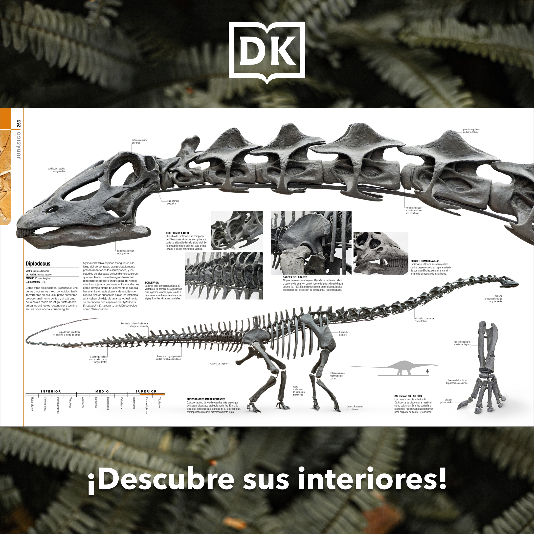 Incorrecto Absoluto Invertir DK español (@DK_editorial) / Twitter