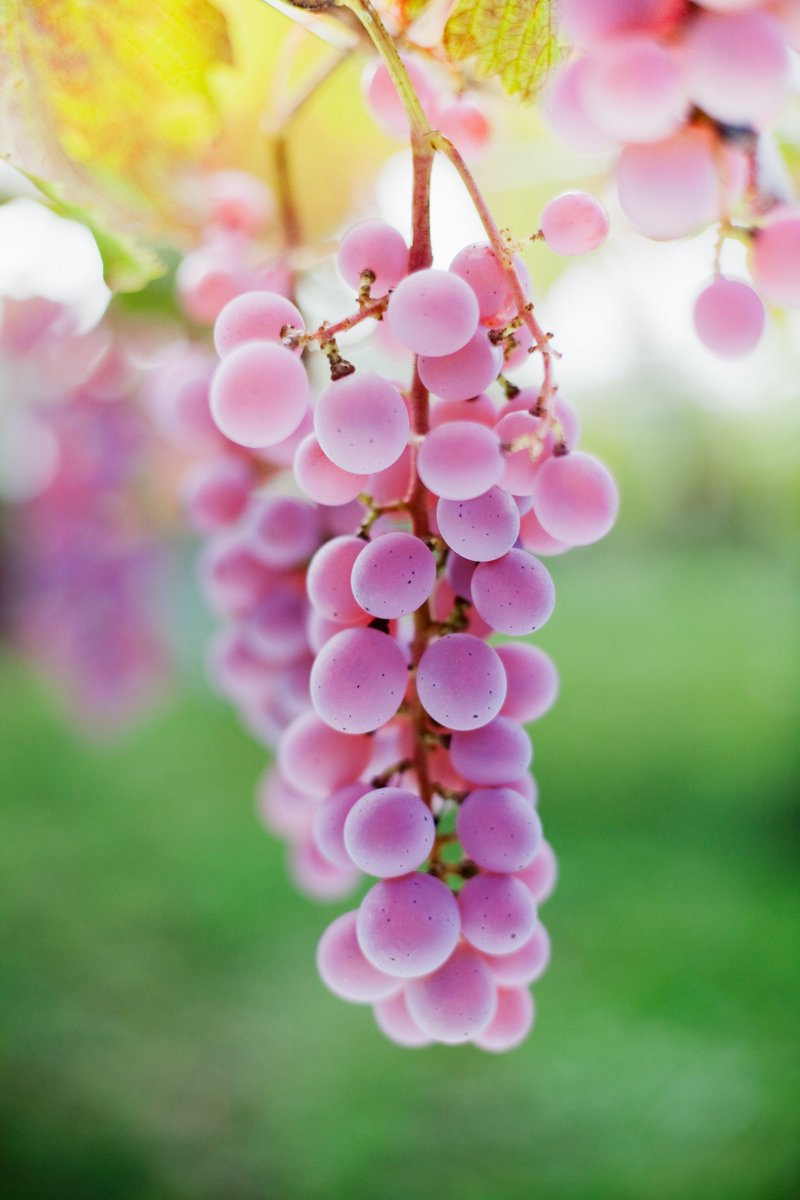 Want to know more about Japan’s native pink grape? Sign up for KOJ’s first ever virtual tasting for the UK trade, led by Japanese wine expert @anthonyrosewine. Participants will receive 10 different Koshu samples in advance. Register your interest here: rb.gy/kcd454