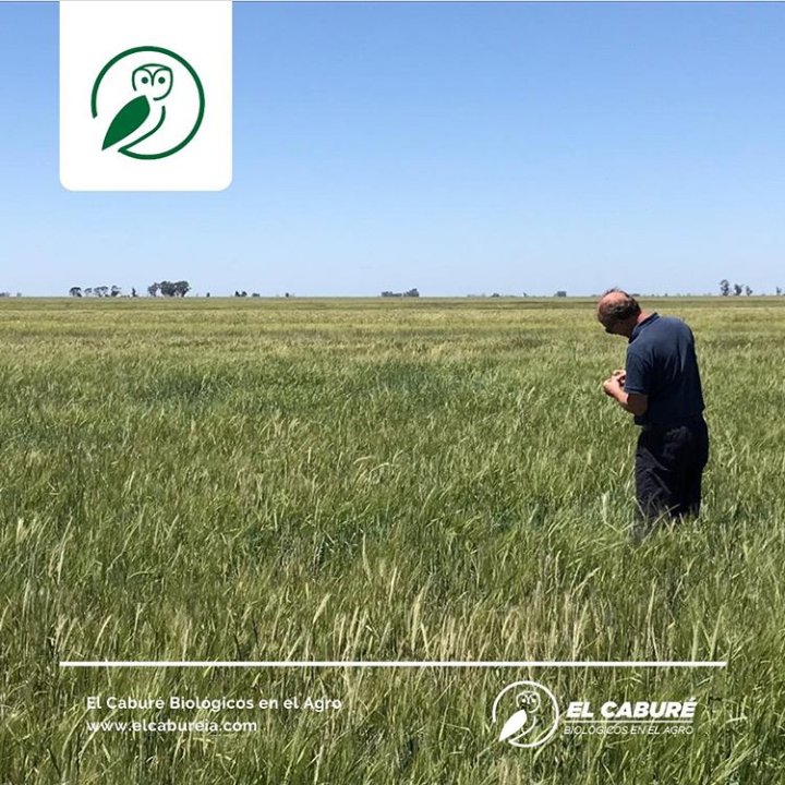elcabureinsumos's tweet photo. #ResultadosBio 
Cebada como CC inoculada y algo de centeno en bajos salino-sódicos.

#Cebada #centeno #Covercrops #cultivosdecobertura #cultivosdeservicios #ElCaburéInsumosBio #elcaburébiológicosenelagro #Bioinsumos #BiológicosSioSi #MejoraContinua #Agro #Agricultura https://t.co/J0UrME2mAD
