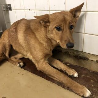 Japanesemichael Jackson 山口県周南センター 期限 11月6日 若くてか弱い女の子 妊娠の可能性もあり 県外譲渡相談可 動画あり 性別 女 年齢推定 若 中齡 犬種 雑種犬 体格 中 性格 怯えている 出所すれば 徐々に慣れてくれると思われる