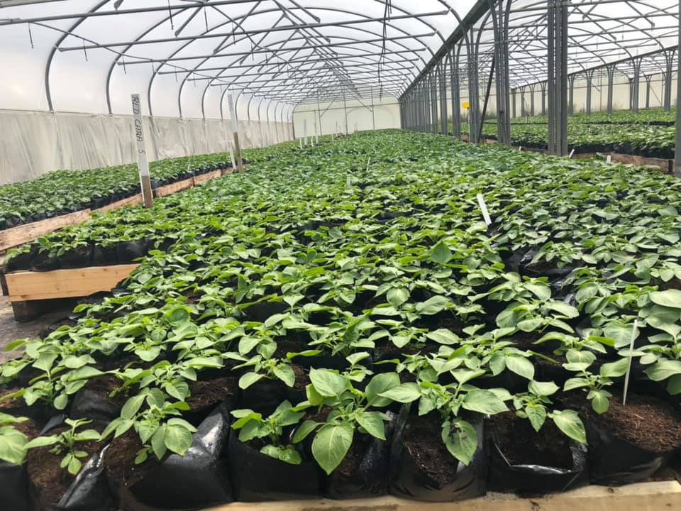 Hadopots's tweet photo. COMMERCIAL GROWERS

Our Hadopots are used by a wide range of growers spanning commercial fruit, veg and shrub growers.

Below are our Hadopots being used by a potato grower in Scotland growing certified potato minitubers, using just under half a million Hadopots in the process. https://t.co/lEIqDzLFJH
