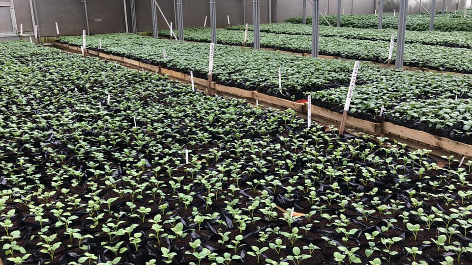 Hadopots's tweet photo. COMMERCIAL GROWERS

Our Hadopots are used by a wide range of growers spanning commercial fruit, veg and shrub growers.

Below are our Hadopots being used by a potato grower in Scotland growing certified potato minitubers, using just under half a million Hadopots in the process. https://t.co/lEIqDzLFJH
