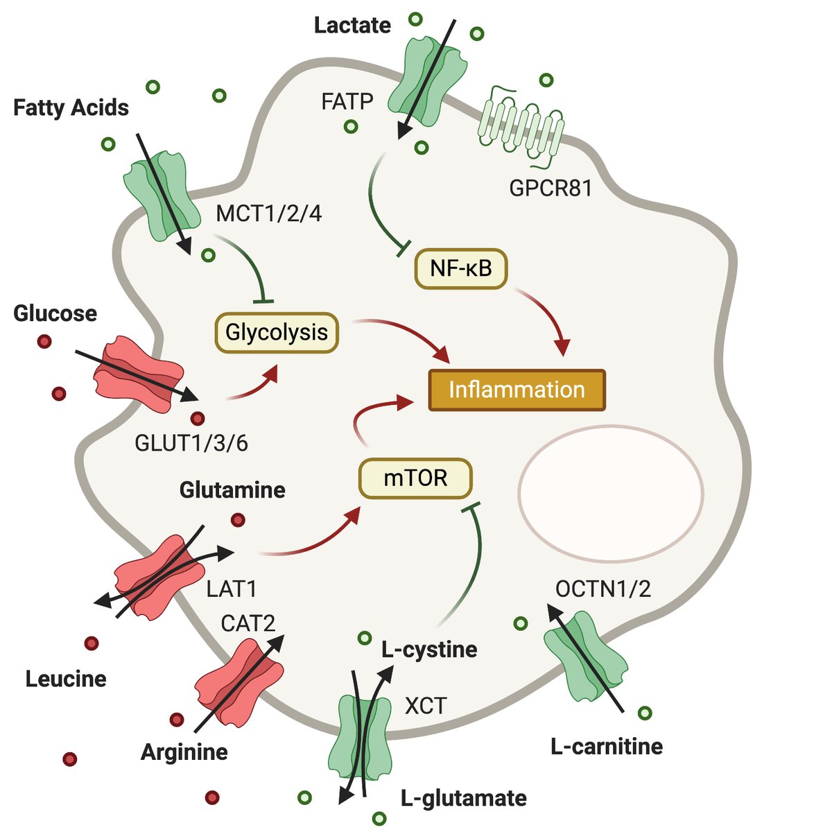 Quarantine content from the O'Neill lab - Metabolite Transporters as Regulators of Immunity ncbi.nlm.nih.gov/pmc/articles/P…