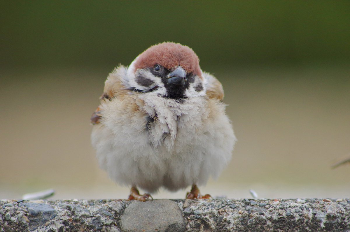 中野さとる A Twitteren ふくら雀かわいいですよね