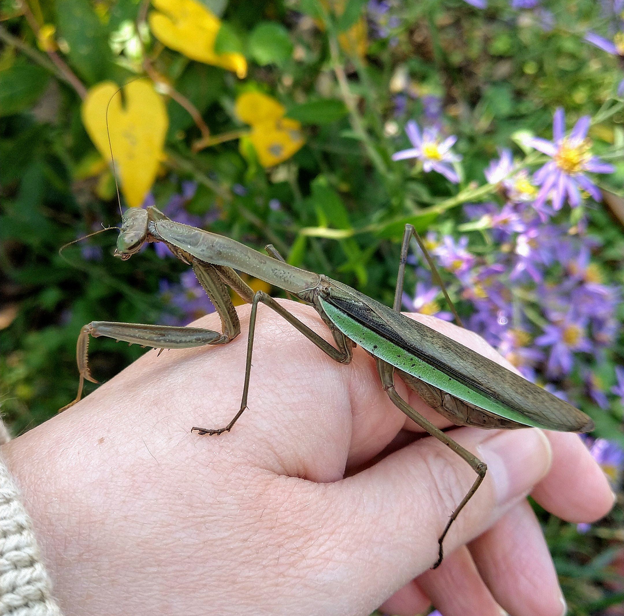 にゃんこ でびる Panzercrew通信手 Naopon おっきなカマキリ うちの近所に山ほどカマキリ獲れる公園あるけど オオカマキリはいないです なんでだろ Twitter