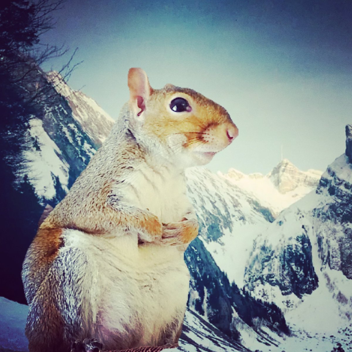 Winter is coming.
Some squirrels dream of snowboarding, others will dream of food. 
Don't let them go hungry. 
Help wildlife survive coldest months.

#BritishGreySquirrel
#SaveGreySquirrelUK
#BritishWildlife
#helpanimals