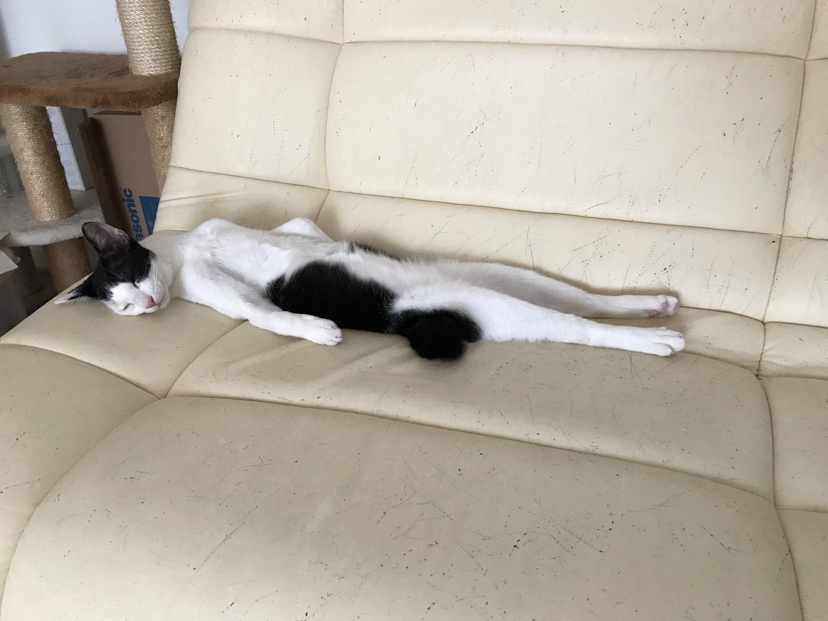 ねことくらす 寝るときは姿勢を正しく まっすぐ寝る猫 ハチワレ 細い ネコ 猫背じゃない 白黒猫 へそ天 へそ天猫 仰向けで寝る T Co Eiohqanbub Twitter