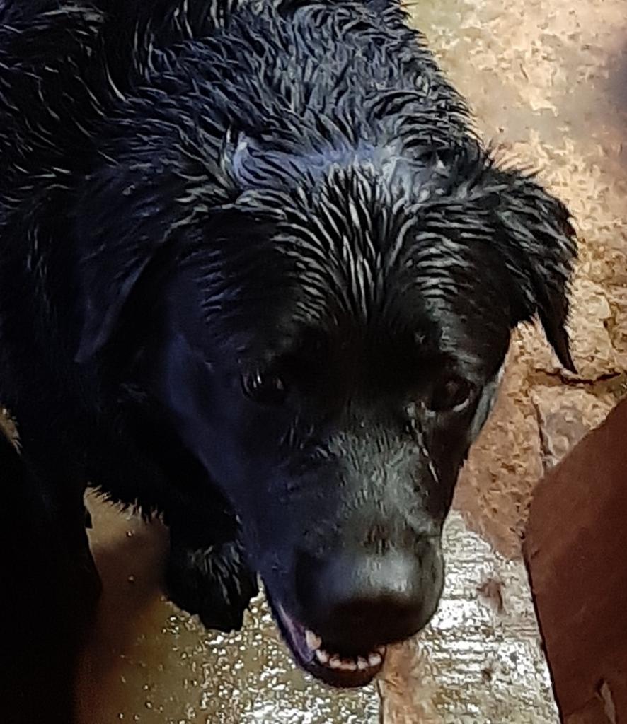 misstammy_za's tweet photo. Hi friends, I am celebrating my third birthday today, join me, have a look at some of my best photos, and a couple of when I was still a very small 8 week old puppy. My daddy says I'm 3 years but still act as n little puppy🙏🤪🐾🐾👏👏👏👏👏 https://t.co/B0QrXtsfFU