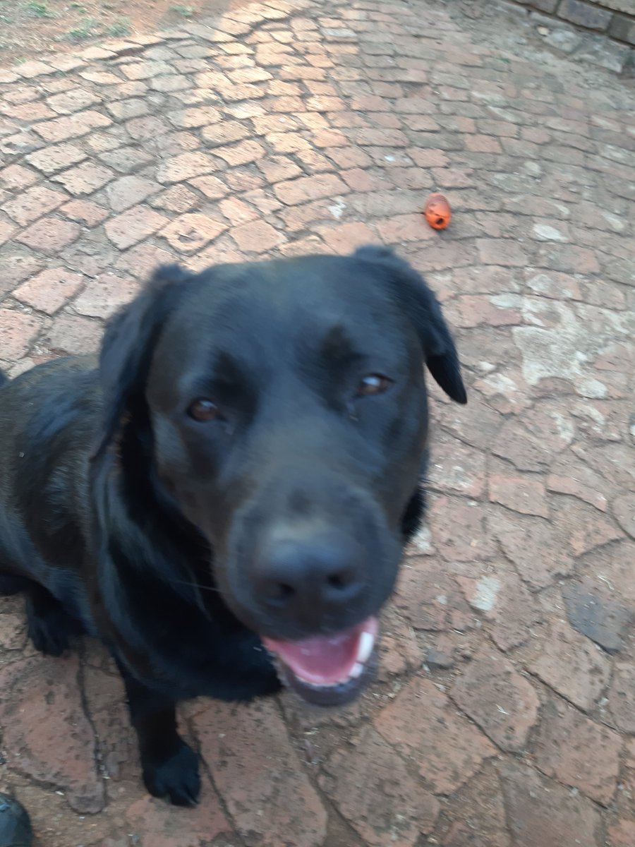 misstammy_za's tweet photo. Hi friends, I am celebrating my third birthday today, join me, have a look at some of my best photos, and a couple of when I was still a very small 8 week old puppy. My daddy says I'm 3 years but still act as n little puppy🙏🤪🐾🐾👏👏👏👏👏 https://t.co/B0QrXtsfFU