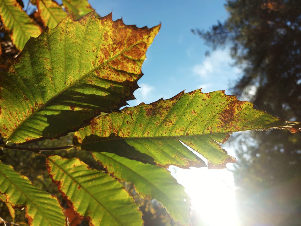 CountryHolt's tweet photo. Thank you to all of you who took the time to enter our photography comp in Oct, we will announce a winner by the end of the wk. The competition continues in November with our new theme - AUTUMN. #hcpphotocomp @NorthNorfolkDC @vstnorthnorfolk Ts & Cs - https://t.co/zMJhrTCJlb https://t.co/1kWFBVdjzC