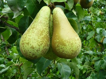 DelphyNL (@delphynl) on Twitter photo Binnen 2 maanden na de oogst moet wettelijk gezien de gewasbeschermingsmonitor worden ingevuld. Het format kunt u downloaden op onze website delphy.nl/news/gewasbesc… <a href="/DelphyFruit/">Delphy Fruitteelt</a> <a href="/BalRene/">René Bal</a> Binnen 2 maanden na de oogst moet wettelijk gezien de gewasbeschermingsmonitor worden ingevuld. Het format kunt u downloaden op onze website delphy.nl/news/gewasbesc… <a href="/DelphyFruit/">Delphy Fruitteelt</a> <a href="/BalRene/">René Bal</a>